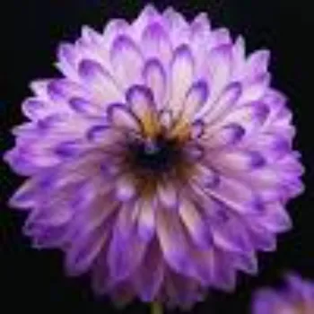 Lavender Flower